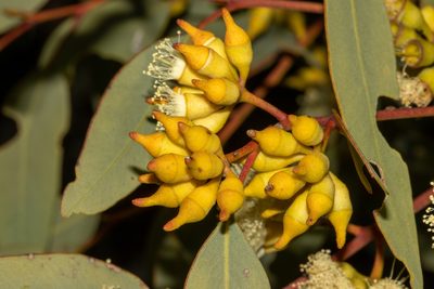Eucalyptus socialis, photographed by T. Hammer