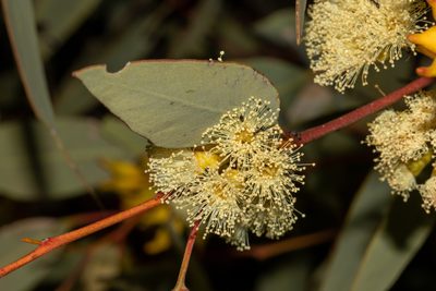 Eucalyptus socialis, photographed by T. Hammer