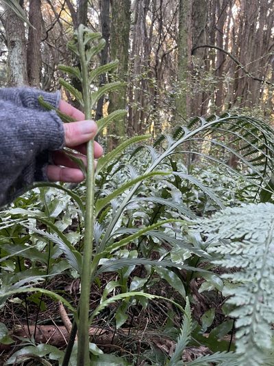 Asplenium scleroprium, photographed by Penelope Noel Gillette