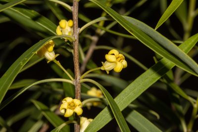 Pittosporum angustifolium, photographed by T. Hammer