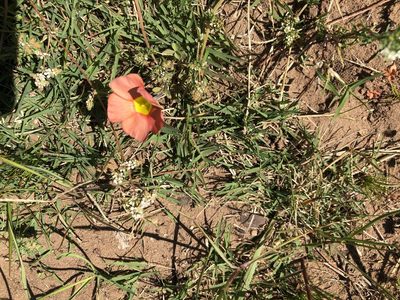 Oxalis obtusa, photographed by Caroline Voget