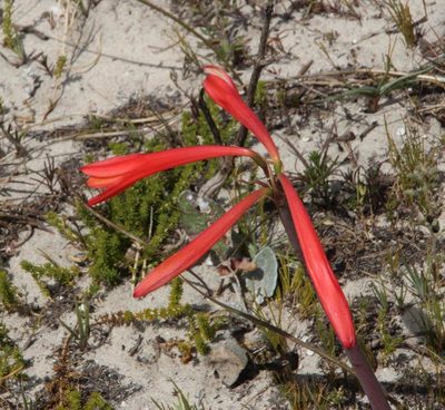 Cyrtanthus fergusoniae, photographed by Tony Rebelo