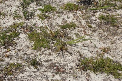Polygala peduncularis, photographed by Tony Rebelo