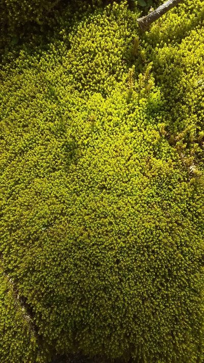 Pleurochaete luteola, photographed by Luc Wyn