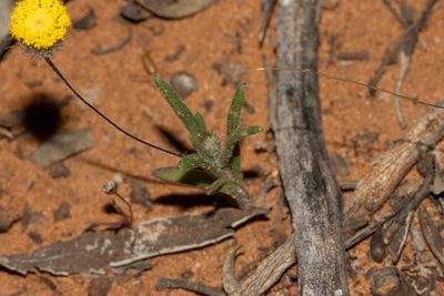Asteridea athrixioides, photographed by T. Hammer