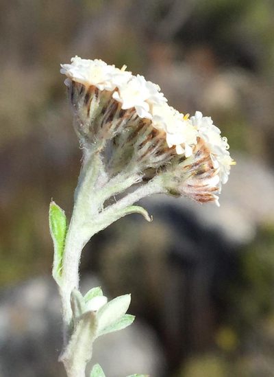 Anderbergia rooibergensis, photographed by Dave U