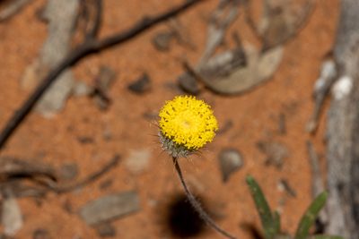 Asteridea athrixioides, photographed by T. Hammer