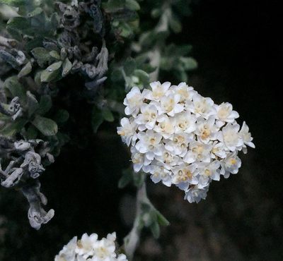 Anderbergia rooibergensis, photographed by Dave U