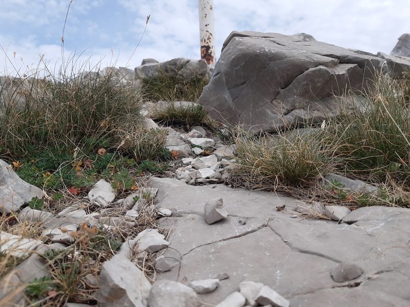 Sesleria juncifolia, photographed by Josip Skejo