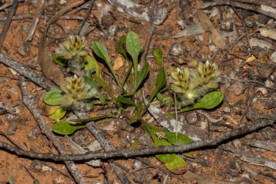 Ptilotus spathulatus, photographed by T. Hammer