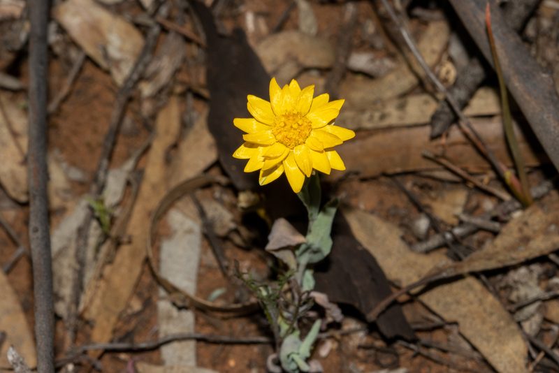 Rhodanthe polygalifolia, photographed by T. Hammer