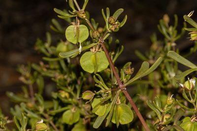 Roepera aurantiaca, photographed by T. Hammer