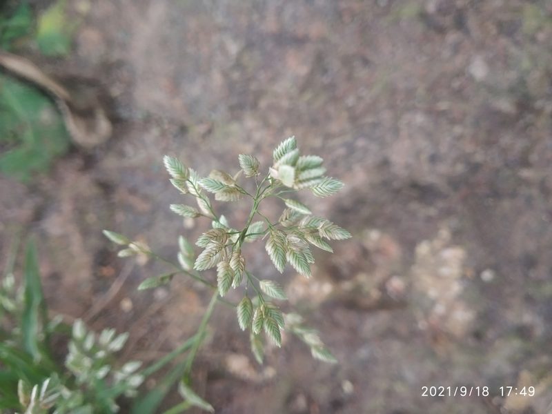 Eragrostis unioloides, photographed by S.MORE