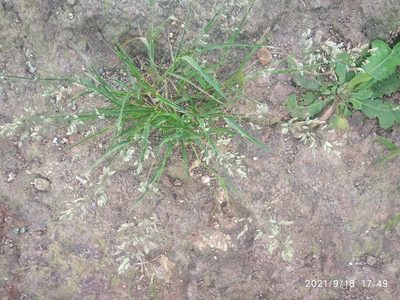 Eragrostis unioloides, photographed by S.MORE