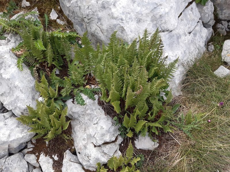 Dryopteris villarii, photographed by Josip Skejo