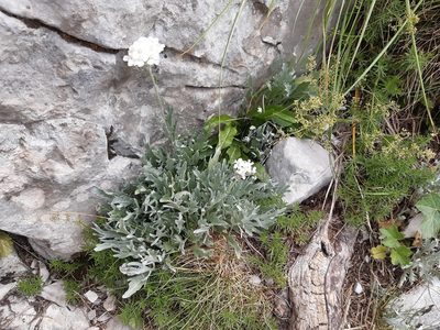 Achillea clavennae, photographed by Josip Skejo