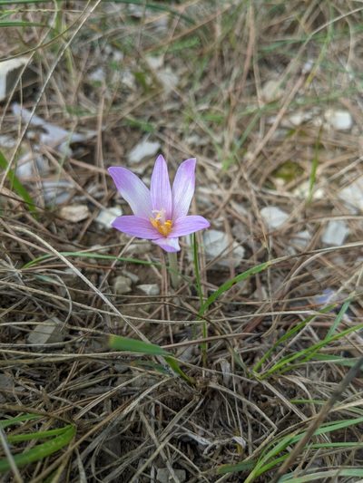 Colchicum longifolium, photographed by Denis Bastianelli