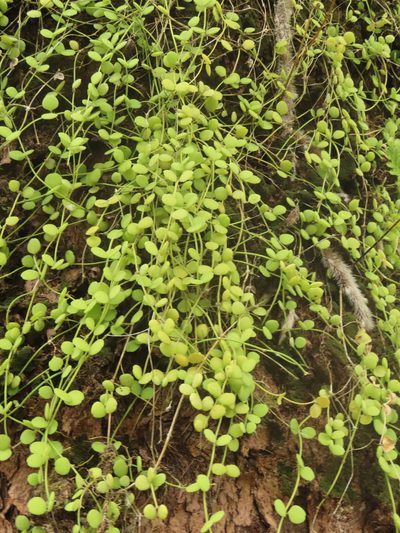 Dischidia formosana, photographed by chiuluan