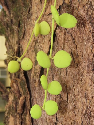 Dischidia formosana, photographed by chiuluan