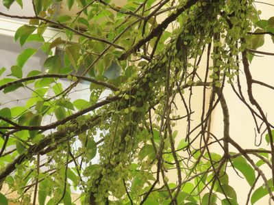 Dischidia formosana, photographed by chiuluan