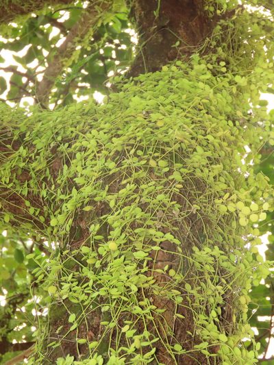 Dischidia formosana, photographed by chiuluan