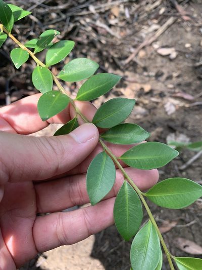 Syzygium elliptifolium, photographed by 呂一起(Lyu yi-chi)