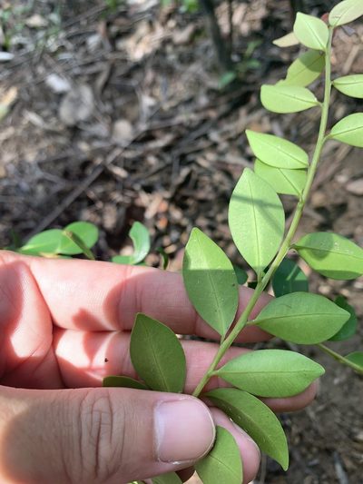 Syzygium elliptifolium, photographed by 呂一起(Lyu yi-chi)