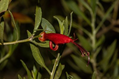 Eremophila glabra, photographed by T. Hammer