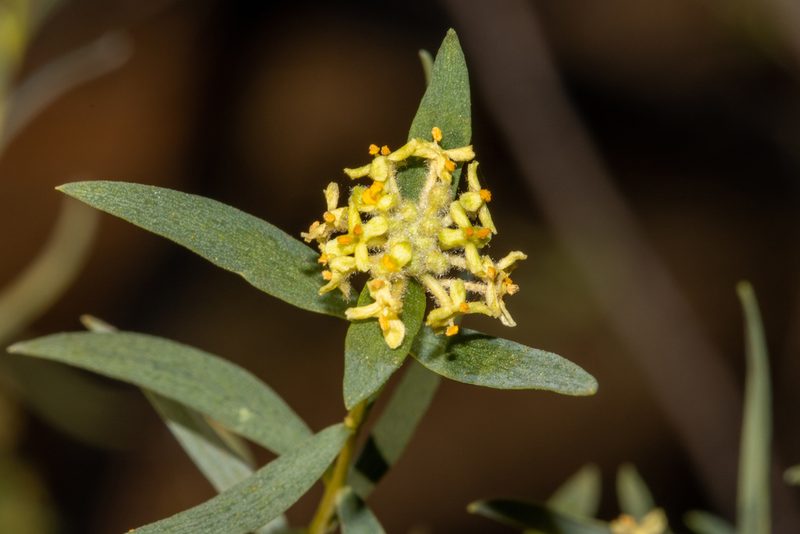 Pimelea microcephala, photographed by T. Hammer