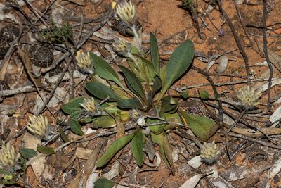 Ptilotus seminudus, photographed by T. Hammer