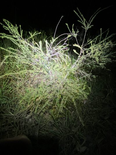 Melaleuca thymifolia, photographed by Greg Tasney