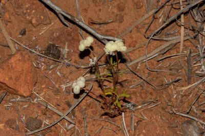 Trachymene ornata, photographed by T. Hammer