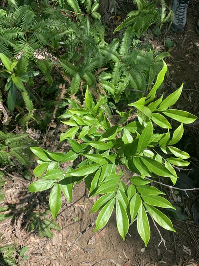 Archidendron lucidum, photographed by 呂一起(Lyu yi-chi)