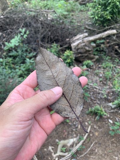 Alniphyllum pterospermum, photographed by 呂一起(Lyu yi-chi)
