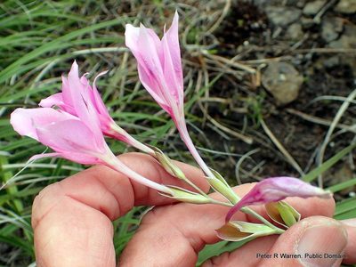 Gladiolus microcarpus, photographed by Peter Warren