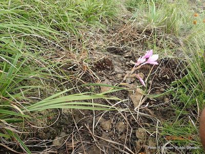 Gladiolus microcarpus, photographed by Peter Warren