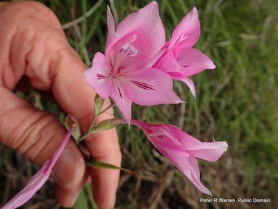 Gladiolus microcarpus, photographed by Peter Warren