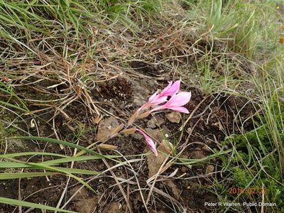 Gladiolus microcarpus, photographed by Peter Warren