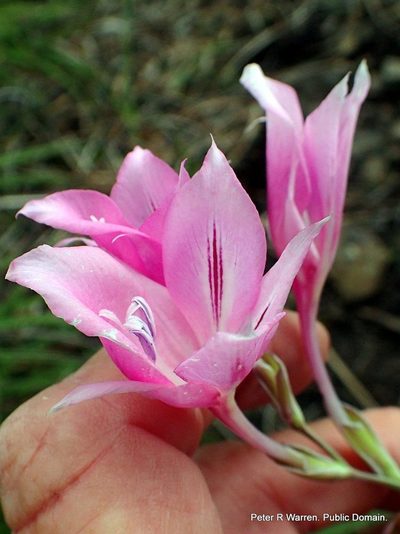 Gladiolus microcarpus, photographed by Peter Warren