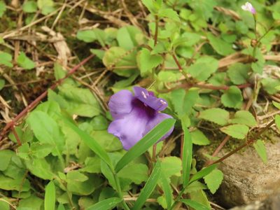 Torenia concolor, photographed by chiuluan