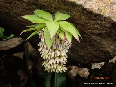Eucomis bicolor, photographed by Peter Warren
