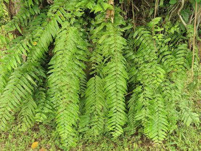 Nephrolepis biserrata, photographed by chiuluan