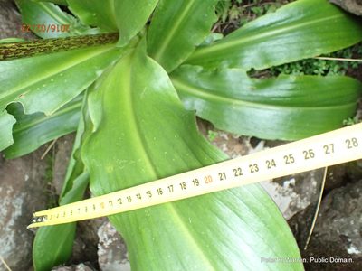 Eucomis bicolor, photographed by Peter Warren