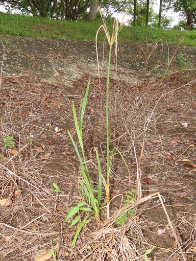 Cyperus nutans, photographed by chiuluan