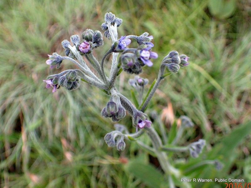 Cynoglossum austroafricanum, photographed by Peter Warren