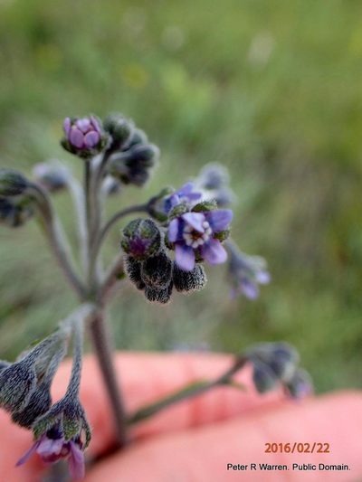 Cynoglossum austroafricanum, photographed by Peter Warren