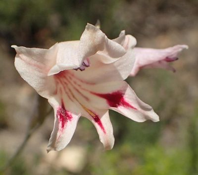 Gladiolus nigromontanus, photographed by Nicola van Berkel