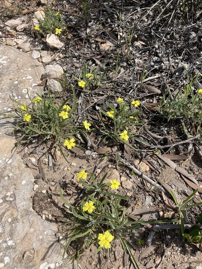 Goodenia willisiana, photographed by T. Hammer