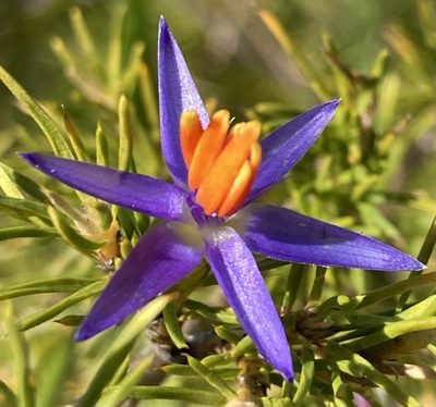 Calectasia narragara, photographed by pimelea