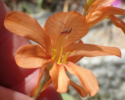 Tritonia securigera, photographed by Nicola van Berkel